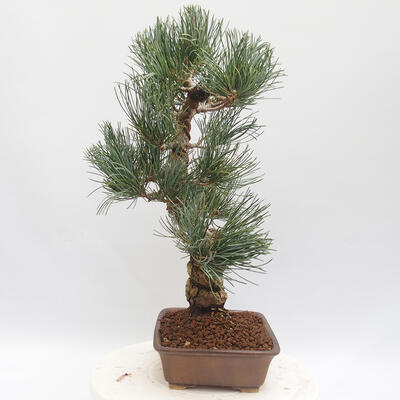 Vonkajšie bonsai - Pinus parviflora - borovica drobnokvetá - 4