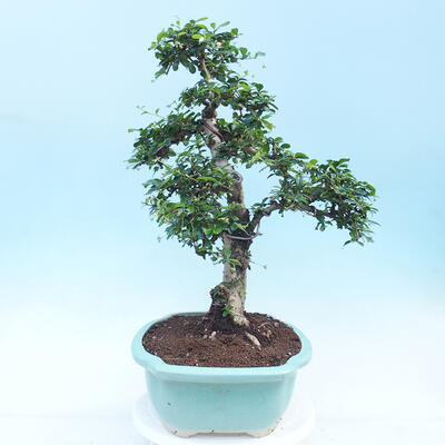 Izbová bonsai - Carmona macrophylla - Čaj fuki - 4