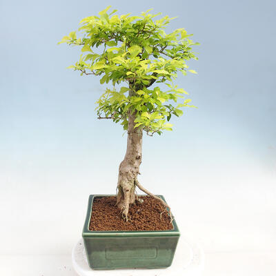 Izbová bonsai - Duranta erecta Aurea - 4