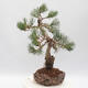 Vonkajšie bonsai - Pinus parviflora - borovica drobnokvetá - 4/4