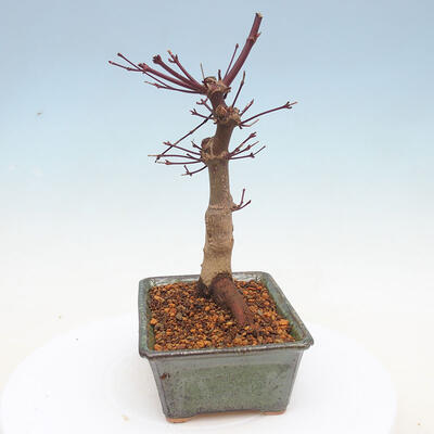 Vonkajšie bonsai - Javor palmatum DESHOJO - Javor dlaňolistý - 4