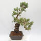 Vonkajšie bonsai - Pinus parviflora - borovica drobnokvetá - 4/5