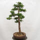 Vonkajší bonsai -Larix decidua - Smrekovec opadavý - 4/6