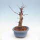 Vonkajšie bonsai - Javor palmatum DESHOJO - Javor dlaňolistý - 4/6