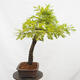Vonkajší bonsai Quercus Cerris - Dub Cer - 4/5