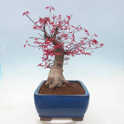 Vonkajší bonsai - Javor palmatum DESHOJO - Javor dlanitolistý - 4
