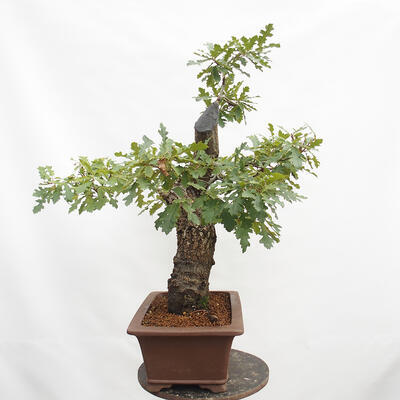 Vonkajší bonsai Quercus Cerris - Dub Cer - 4