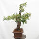 Vonkajší bonsai Quercus Cerris - Dub Cer - 4/6