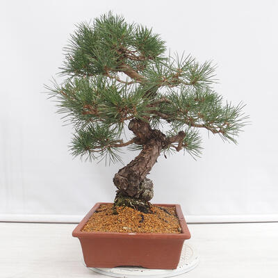Vonkajšie bonsai - Pinus thunbergii - Borovica thunbergova - 4