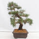 Vonkajšie bonsai - Pinus thunbergii - Borovica thunbergova - 4/5