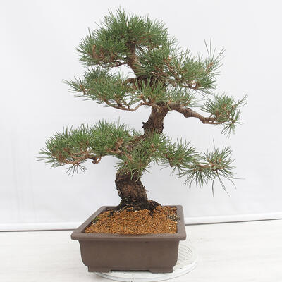 Vonkajšie bonsai - Pinus thunbergii - Borovica thunbergova - 4