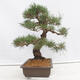 Vonkajšie bonsai - Pinus thunbergii - Borovica thunbergova - 4/5
