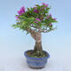 Izbová bonsai - Bouganwilea - 4/4