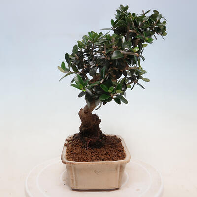 Izbová bonsai - Olea europaea sylvestris -Oliva európska drobnolistá - 4