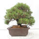Vonkajšie bonsai - Pinus thunbergii - Borovica thunbergova - 4/4