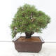 Vonkajšie bonsai - Pinus thunbergii - Borovica thunbergova - 4/4
