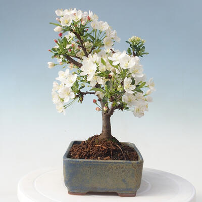 Vonkajšie bonsai - Malus sargentii - Maloplodé jabloň - 4