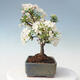 Vonkajšie bonsai - Malus sargentii - Maloplodé jabloň - 4/6