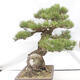 Vonkajšie bonsai - Pinus thunbergii - Borovica thunbergova - 4/6