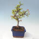 Vonkajšie bonsai - Malus sargentii - Maloplodé jabloň - 4/6