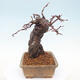 Vonkajšie bonsai - Pseudocydonia sinensis - Dula čínska - 4/7