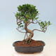 Izbová bonsai - Ficus kimmen - malolistý fikus - 4/5