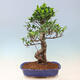 Izbová bonsai - Ficus kimmen - malolistý fikus - 4/5