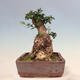 Izbová bonsai - Olea europaea sylvestris -Oliva evropská drobnolistá - 4/7