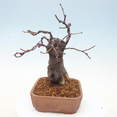 Vonkajšie bonsai - Pseudocydonia sinensis - Dula čínska - 4