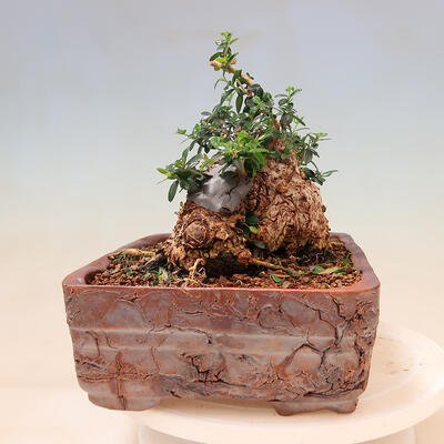 Izbová bonsai - Olea europaea sylvestris -Oliva evropská drobnolistá - 4