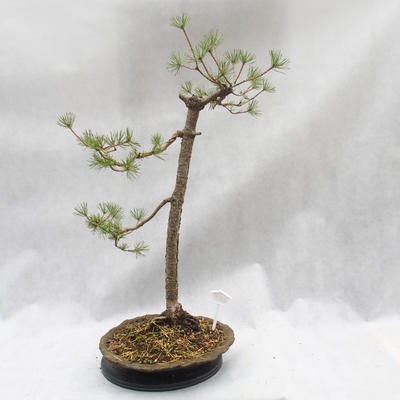 Vonkajší bonsai -Borovice lesná - Pinus sylvestris - 4