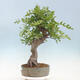 Vonkajší bonsai Quercus Cerris - Dub Cer - 4/4