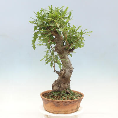Vonkajší bonsai Quercus Cerris - Dub Cer - 4