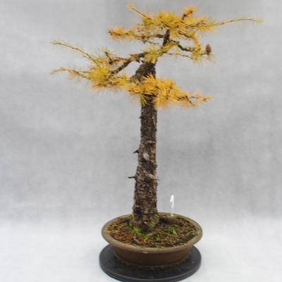 Vonkajší bonsai -Modřín opadavý- Larix decidua - 4