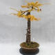 Vonkajší bonsai -Modřín opadavý- Larix decidua - 4/7
