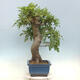 Vonkajší bonsai Quercus Cerris - Dub Cer - 4/4