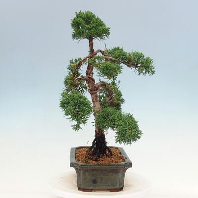Vonkajší bonsai - Juniperus chinensis Kishu-Jalovec čínsky - 4
