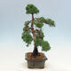 Vonkajší bonsai - Juniperus chinensis Kishu-Jalovec čínsky - 4/4