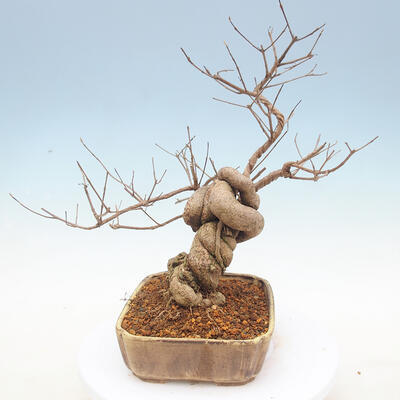 Vonkajšie bonsai - krásnoplodka Callicarpa - 4
