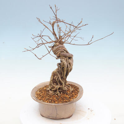 Vonkajšie bonsai - krásnoplodka Callicarpa - 4