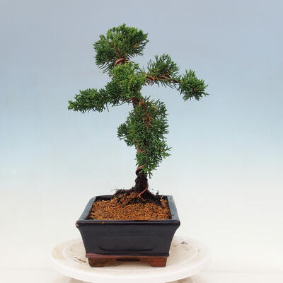Vonkajší bonsai - Juniperus chinensis Kishu-Jalovec čínsky - 4