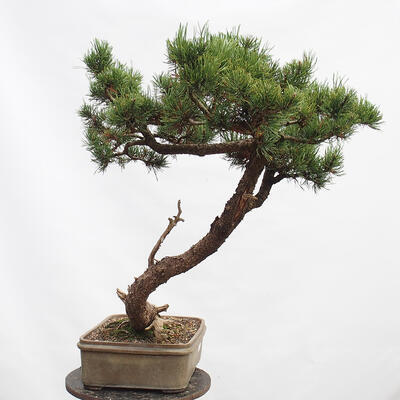 Vonkajší bonsai -Borovice blatka - Pinus uncinata - 4