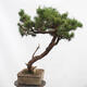 Vonkajší bonsai -Borovice blatka - Pinus uncinata - 4/5