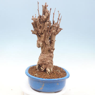 Vonkajšie bonsai - Ginko dvojlaločné - Ginkgo biloba - 4