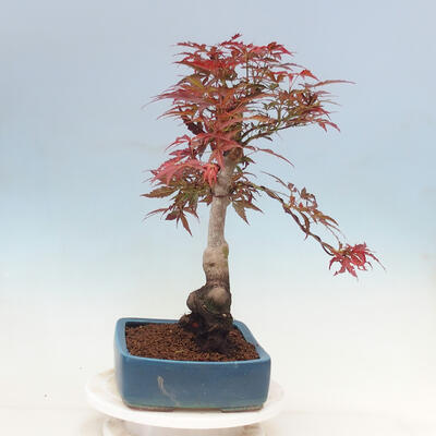 Vonkajší bonsai - Acer palmatum Atropurpureum - Javor dlanitolistý červený - 4
