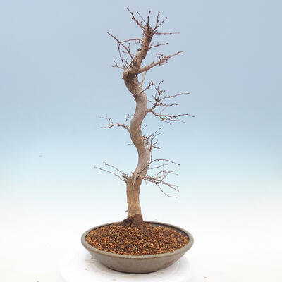 Vonkajší bonsai -Carpinus CARPINOIDES - Hrab kórejský - 4