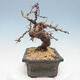 Vonkajší bonsai -Larix decidua - Smrekovec opadavý - 4/5