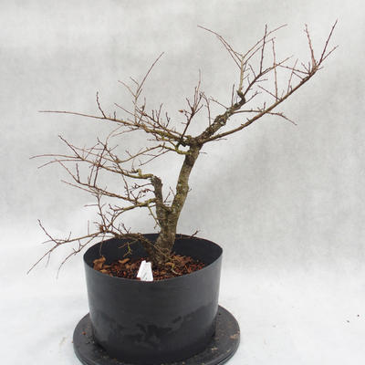 Vonkajší bonsai -jilm malo - lišty - Ulmus parviflora - 4
