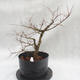 Vonkajší bonsai -jilm malo - lišty - Ulmus parviflora - 4/4