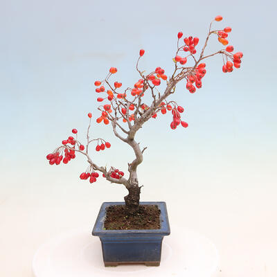 Vonkajší bonsai - Pourthiaea villosa - Blýskalka chlpatá - 4